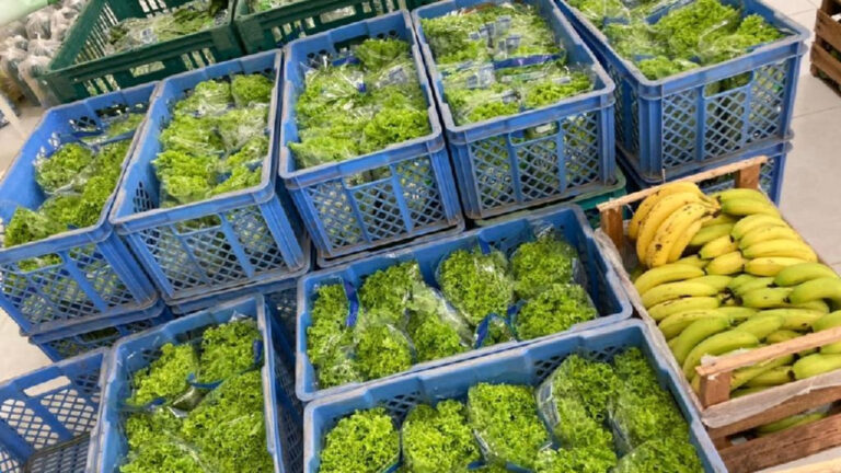 Programas de Alimentação e Nutrição para Famílias Carentes: Um Caminho para a Saúde e o Bem-Estar